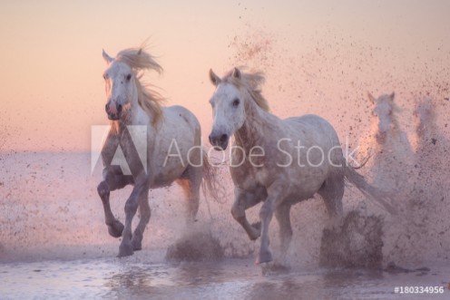 Picture of Camargue horses